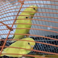 مرغ عشق|پرنده|سنندج, |دیوار