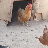 فروش مرغ محلی