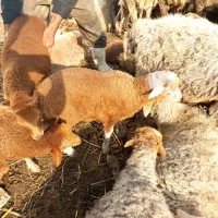 بره گوسفند نر و ماده|حیوانات مزرعه|رودسر, |دیوار