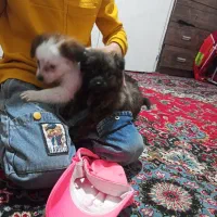 سگ ک|سگ|چهارباغ, |دیوار