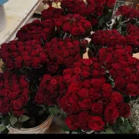 پخش گل رز طبیعی هلندی گل نرگس تازه