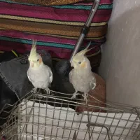 عروس هلندی نر و و ماده