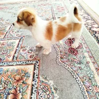 سگ شیتزو|سگ|تربت‌حیدریه, میدان مرکزی|دیوار