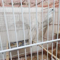 عروس هلندی البینیو