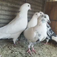 کبوتر پرشی آسمونی|پرنده|هشتگرد, شهرک ولیعصر (مصلی)|دیوار