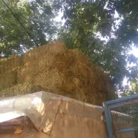 پرس یونجه