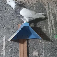 طوقی وکله سیاه