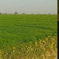 زمین کشاورزی سید خلف ابو ترکیه50هتکار|اجارهٔ دفتر صنعتی، کشاورزی، تجاری|اهواز, ملاشیه|دیوار