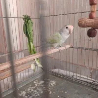 طوطی برزیلی ماده