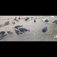 بوقلمون برنز خانگی