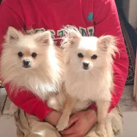 پامرین نرو ماده