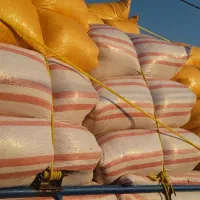 باسلام کاه خوشه گندم سفید وتمیز