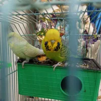 جفت مرغ عشق انگلیسی|پرنده|اندیشه, اندیشه فاز ۲|دیوار