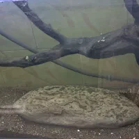 آکواریوم|ماهی|قزوین, |دیوار