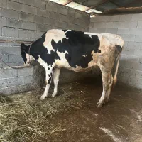 فروش گاو هلشتاین