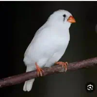 فنچ سفید