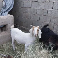 فروش  دو بزغاله ماده