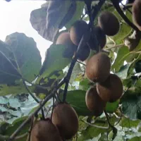 کیوی درجه یک سر درختی|عمدهفروشی|رشت, نامجو|دیوار