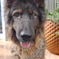 سگ ژرمن نر شولاین|سگ|آستانه اشرفیه, |دیوار