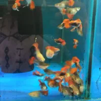 گوپی|ماهی|اسلام‌شهر, مطهری|دیوار