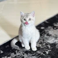 بریتیش شورت هیر cy