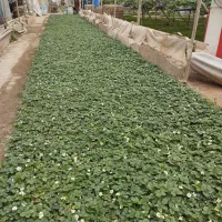 نشا توت فرنگی سابرینا