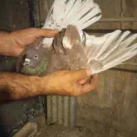 کبوتر پرشی
