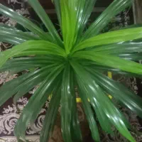 گل پاندانوس