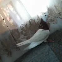 کبوتر طوقی هیچ پر