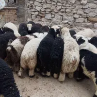 گوشت پلوار برادران میراحمدی