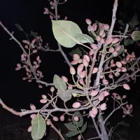 فروش باغ داخل بافت شهریامچی دوربرمسکونی