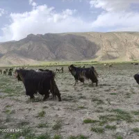 نر بز....پازان ترکی جوان
