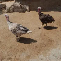 بوقلمون