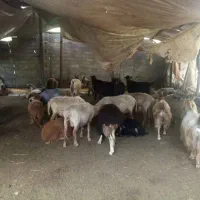 گوسفند نر و ماده