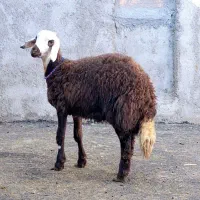 میش وبره،بره،بزنر،بز،قوچ|حیوانات مزرعه|بروجرد, |دیوار