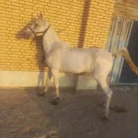 مادیان ترکی