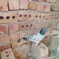 کبوتر پاکستانی