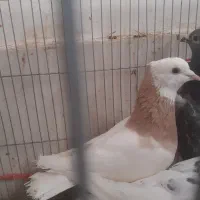 کفتر|پرنده|گناباد, |دیوار