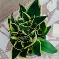 ۲۰عدد گل آپارتمانی خوشگل مشتری واقعی تخفیف هم داره|گل و گیاه طبیعی|رشت, عینک|دیوار
