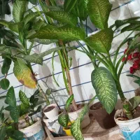 گل های زیبا|گل و گیاه طبیعی|یاسوج, |دیوار