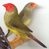 فنچ ستاره ای سر قرمز