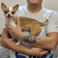 سگ شیهواوا + شیواوا اصیل