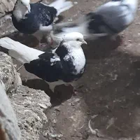 کفتر تهرانی شازده سیاه کاکلی|پرنده|گرمی, |دیوار