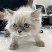 جشنواره عقیم سازی گربه سگ