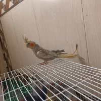 اسباب بازی کوتوله وعروس ‌.خروس لاری|اسباب‌بازی بچه|زابل, |دیوار