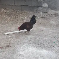 خروس|حیوانات مزرعه|پاتاوه, |دیوار