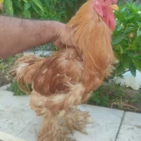 مرغ و خروس برهما نژاد درجه۱ مرغ تخمی
