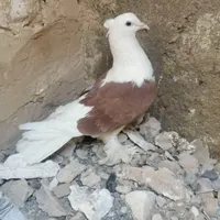 کبوتر کاکلی پاپر|پرنده|قم, زند آباد|دیوار