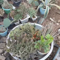 گل و کاکتوس یکجا و به صورت تکی به فروش میرسد