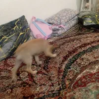 فروش|سگ|پاکدشت, پاکدشت (مامازند)|دیوار